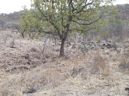 Puente de Camotlán (7)
